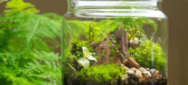 Флорариум, или экосистема — миниатюрный сад в бутылке