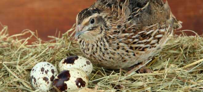 Перепелка — какую породу выбрать?