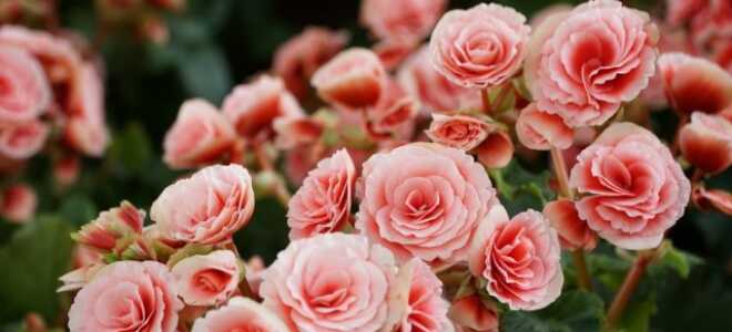 Комнатная бегония Элатиор — пышное цветение почти круглый год