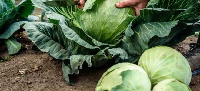 Как правильно подкармливать капусту?