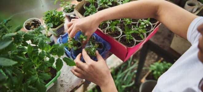 Самые опасные вредители рассады в квартире, и признаки их появления