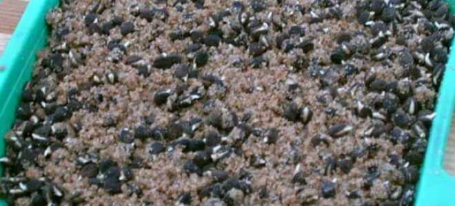 Посев стратифицированных семян