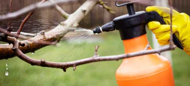 Обязательные работы в саду и огороде весной — что не забыть садоводу