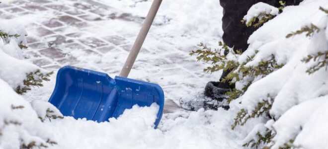 Что не забыть сделать в январе садоводу?