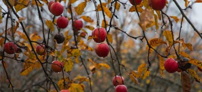Что нужно сделать после сбора урожая — чек-лист для садовода
