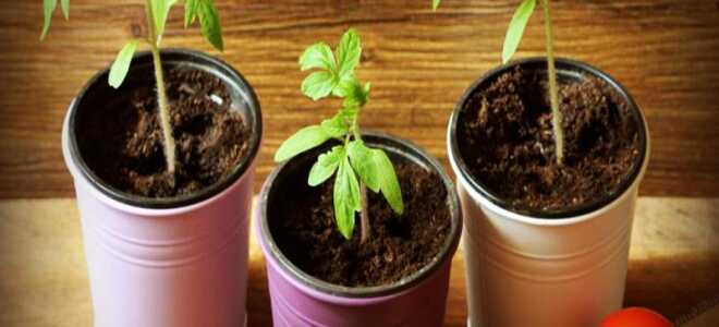 Благоприятные дни для посадки томатов, в том числе в марте, а также дни посева по лунному календарю