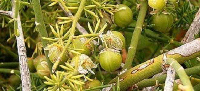 Аспарагус – уход и размножение различными способами