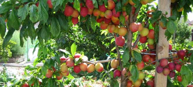 Сорт сливы Скороплодная, описание, характеристика и отзывы, особенности выращивания