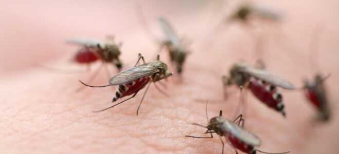 Страшная опасность в обычном комаре — вся правда о паразитах