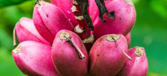 Банан бархатный — экзотика в вашем доме