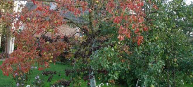 Краснеют листья у груши: почему, что делать