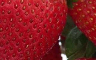 Технология выращивания клубники в открытом грунте +видео