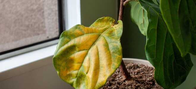 Почему желтеют листья у комнатных растений