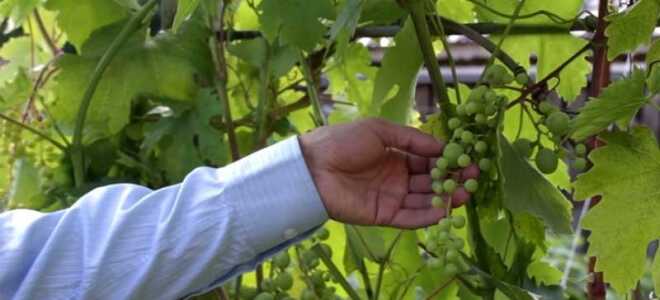 Причины горошения винограда — почему мелкие ягоды