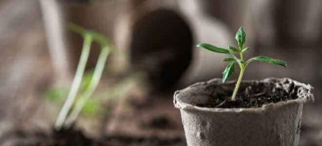 Как не погубить рассаду — 12 советов из личного опыта