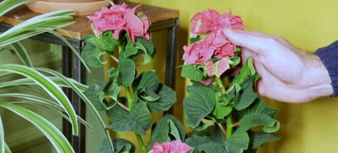 Как пересадить пуансеттию и ухаживать за ней?