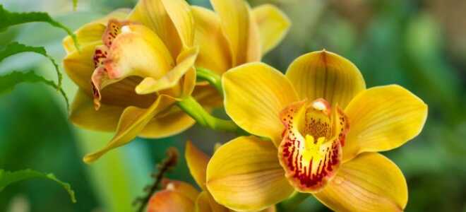 10 комнатных растений, которые расцветают зимой