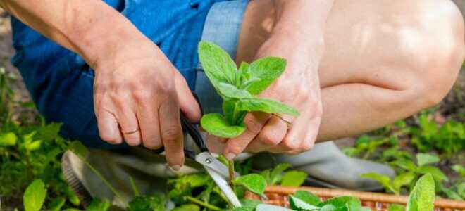 Как получить максимум пользы от мяты и не дать ей захватить сад