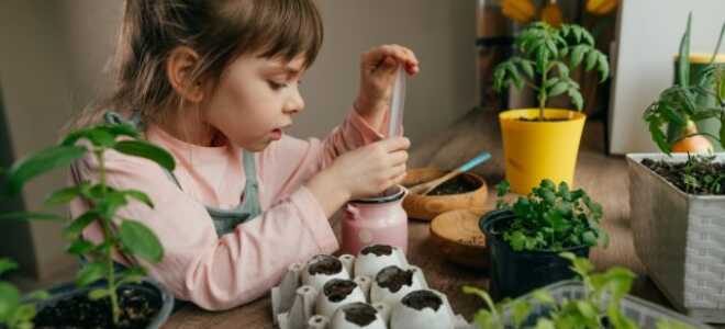 Какой цветок вырастить с ребенком — яркие растения для непосед