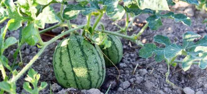 Урожай арбузов даже в Сибири — правила выращивания рассады бахчевых