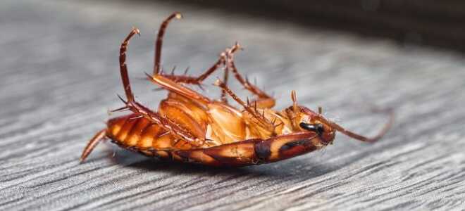 Вездесущие тараканы: какие средства эффективны для уничтожения вредителей