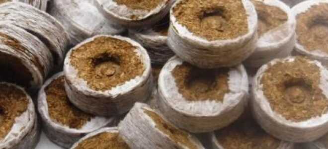 Торфяные таблетки для рассады: как пользоваться, особенности выращивания в них + видео