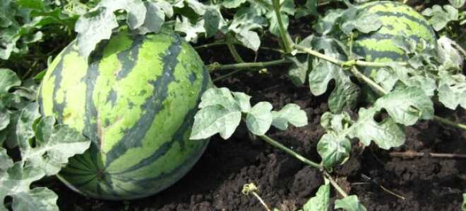 Как поливать арбузы