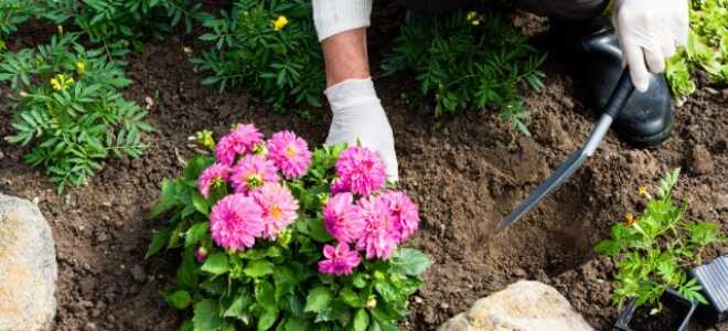 Лунный календарь садовода и огородника на май 2023