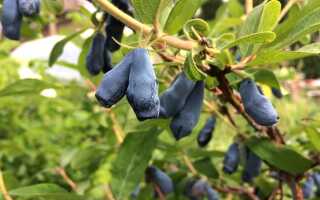 Жимолость в конце сезона: всё об осеннем уходе и подготовке к зиме