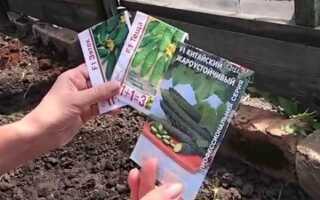 Посадка огурцов: сроки, способы, уход после посева