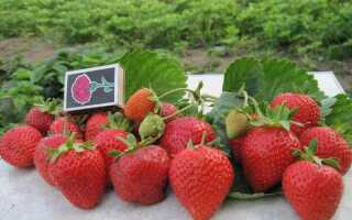 Клубника (земляника) Сан Андреас: описание сорта, особенности ухода, подкормки, размножения, отзывы, фото