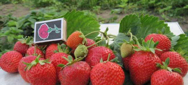 Клубника (земляника) Сан Андреас: описание сорта, особенности ухода, подкормки, размножения, отзывы, фото