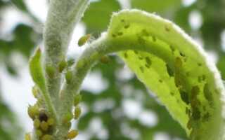 Тля на яблоне: как бороться, народные средства