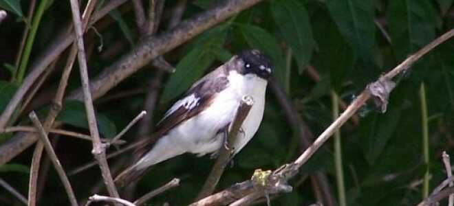 Мухоловка-пеструшка