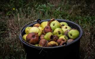 Защитите ваш урожай от плодовой гнили