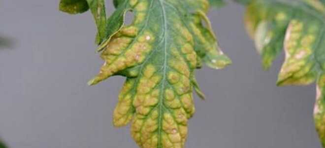 Желтеют листья у помидоров: причины, что делать, видео