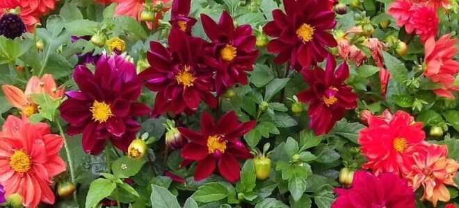 Однолетники, которые можно вырастить без рассады