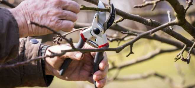 Резать — не сажать: 10 правил успешной весенней обрезки