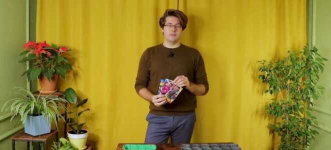 Как правильно посеять эустому крупноцветковую?