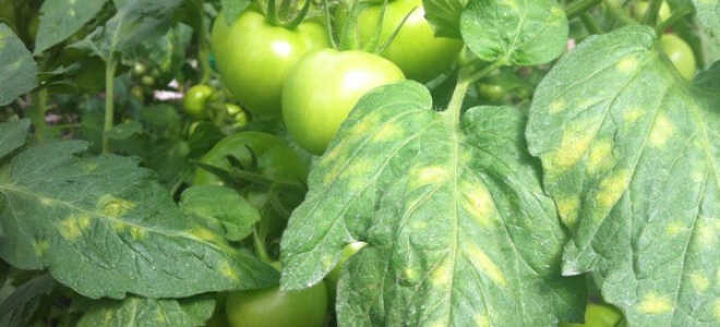 Желтые пятна на листьях помидоров: почему появляются, что делать