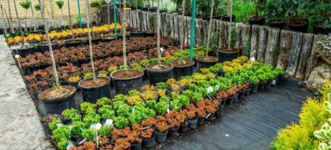 Что означает маркировка саженцев — WRB, P9, C1, A5 и др.?