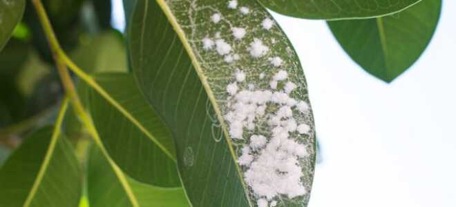 Вредители комнатных растений и борьба с ними