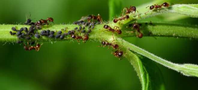 Муравьи угрожают вашему саду: как справиться с многочисленными вредителями