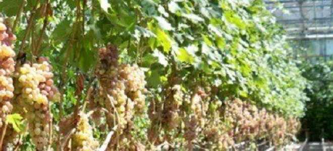 Виноград в теплице – в чем особенности выращивания?