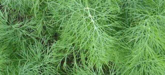 Лучшие сорта укропа — аллигатор, кустовой, грибовский, кибрай и др