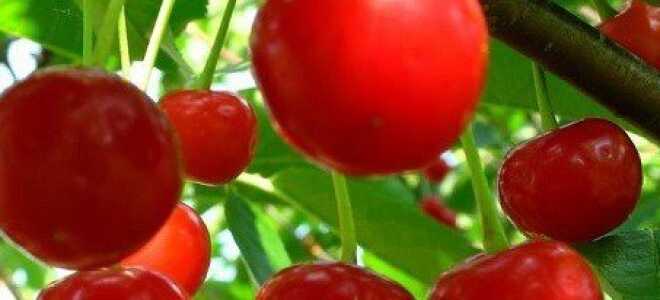 Сорта вишни — тургеневка, морозовка, апухтинская