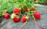 Клубника (земляника) Корона: описание сорта, особенности ухода, отзывы, фото