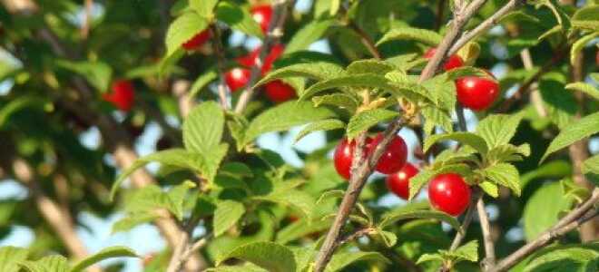 Войлочная вишня – посадка и уход на садовых участках + Видео