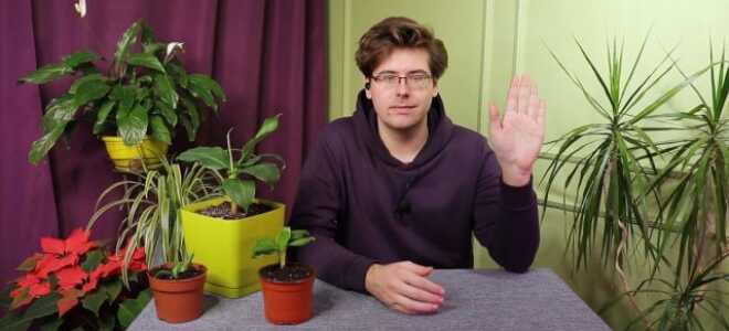 Комнатный банан — особенности ухода и пересадки