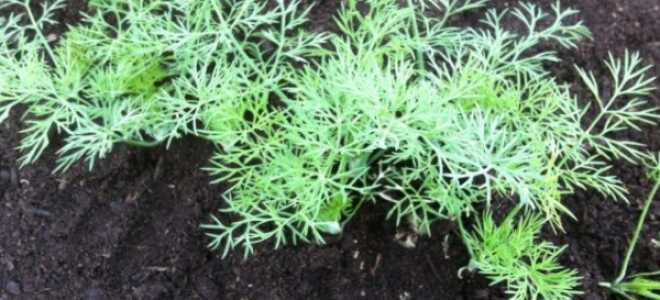 Посадка укропа